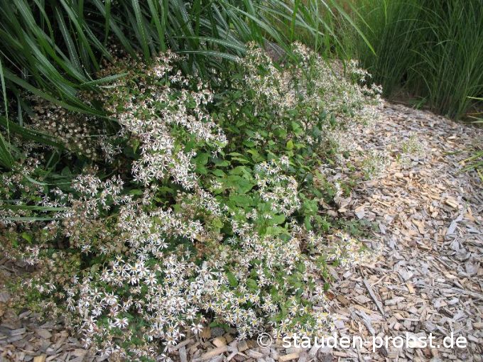 Aster divaricatus - Schattenaster