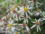 aster-divaricatus