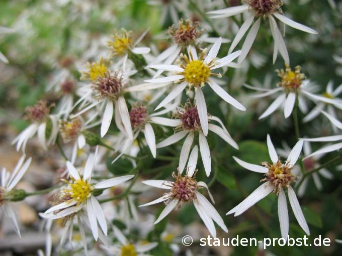 Aster divaricatus - Schattenaster
