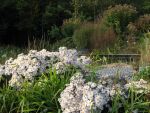 aster-dumosus-apollo-2