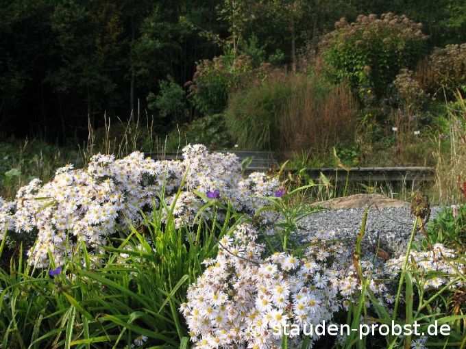 Aster dumosus 'Apollo' - Kissenaster