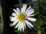 aster-dumosus-apollo