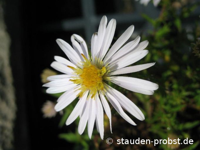 Aster dumosus 'Apollo' - Kissenaster