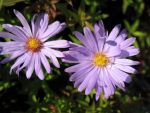 aster-dumosus-audrey