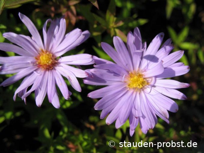 Aster dumosus 'Audrey' - Kissenaster