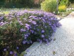aster-dumosus-blaue-lagune-2
