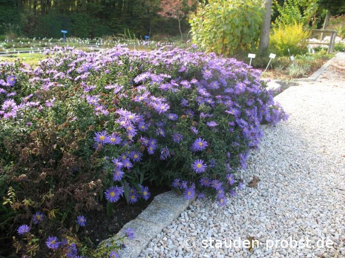 Aster dumosus 'Blaue Lagune' - Kissenaster