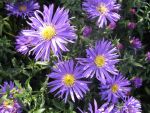 aster-dumosus-blaue-lagune-3