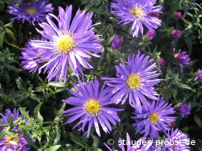 Aster dumosus 'Blaue Lagune' - Kissenaster