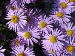 aster-dumosus-chatterbox-2