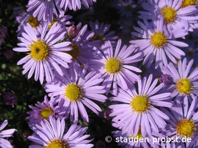 Aster dumosus 'Chatterbox' - Kissenaster