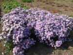 aster-dumosus-chatterbox