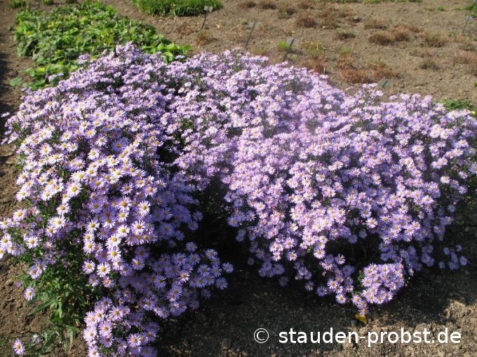 Aster dumosus 'Chatterbox' - Kissenaster