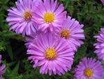 aster-dumosus-heinz-richard