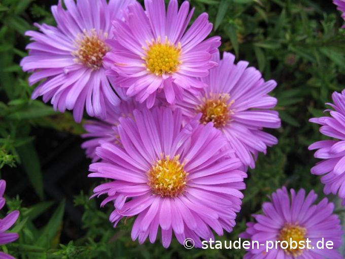 Aster dumosus 'Heinz Richard' - Kissenaster