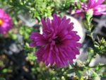 aster-dumosus-herbstfeuer