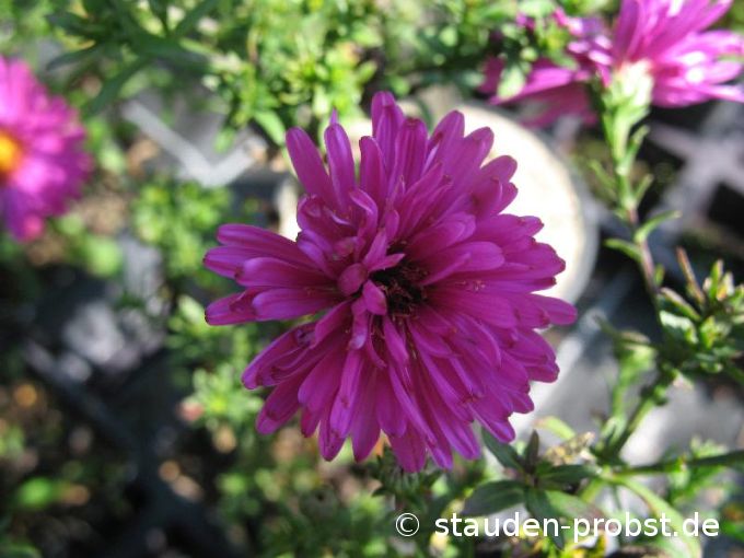 Aster dumosus 'Herbstfeuer' - Kissenaster