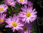 aster-dumosus-herbstgruss-vom-bresserhof