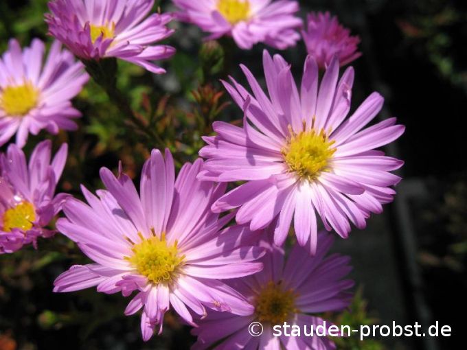 Aster dumosus 'Herbstgru&szlig; vom Bresserhof' - Kissenaster