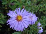 aster-dumosus-herbstpurzel-2