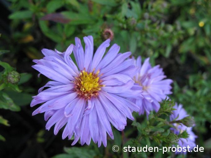 Aster dumosus 'Herbstpurzel' - Kissenaster