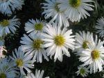 aster-dumosus-kristina-2