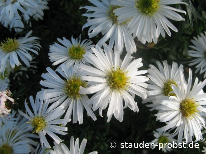 Aster dumosus 'Kristina' - Kissenaster