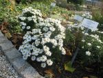 aster-dumosus-kristina
