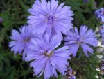 aster-dumosus-lady-in-blue-2