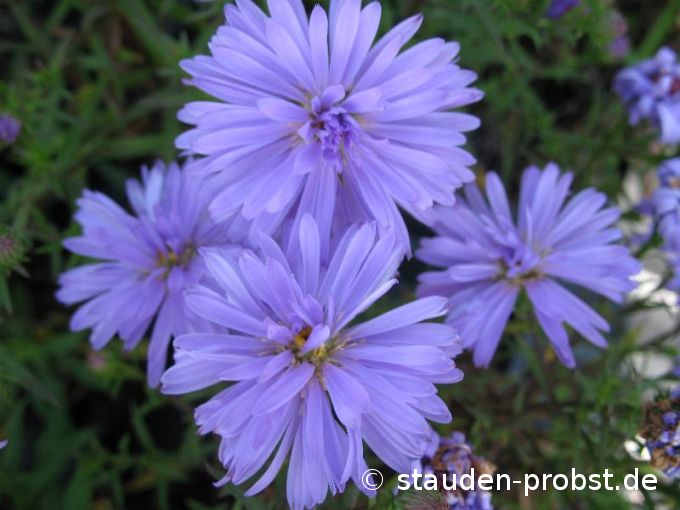 Aster dumosus 'Lady in Blue' - Kissenaster