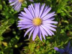 aster-dumosus-mittelmeer