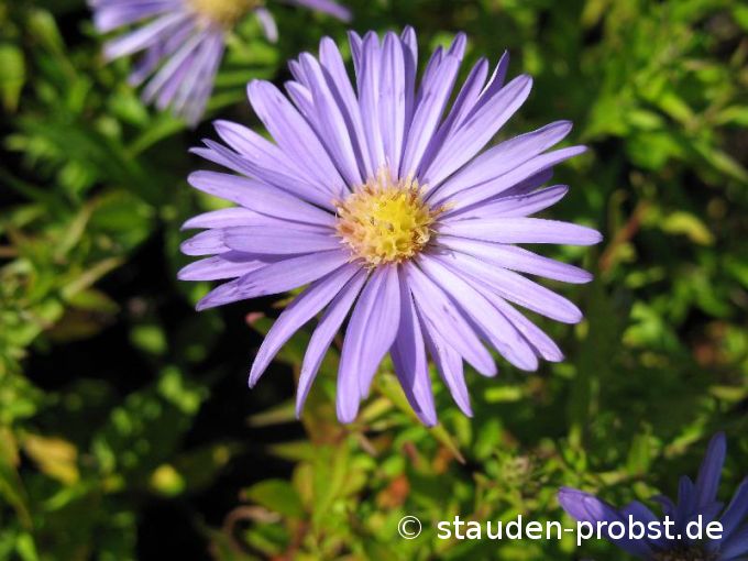 Aster dumosus 'Mittelmeer' - Kissenaster