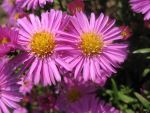 aster-dumosus-rosemarie-sallmann-2