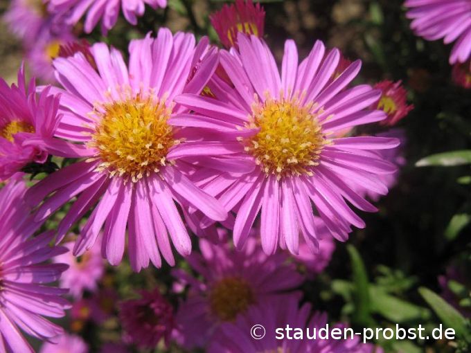 Aster dumosus 'Rosemarie Sallmann' - Kissenaster