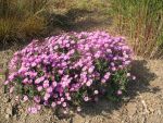 aster-dumosus-rosemarie-sallmann