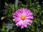 aster-dumosus-rosenwichtel