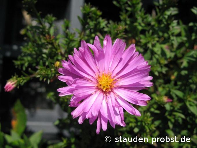 Aster dumosus 'Rosenwichtel' - Kissenaster