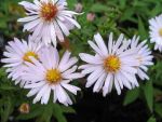aster-dumosus-schneezicklein