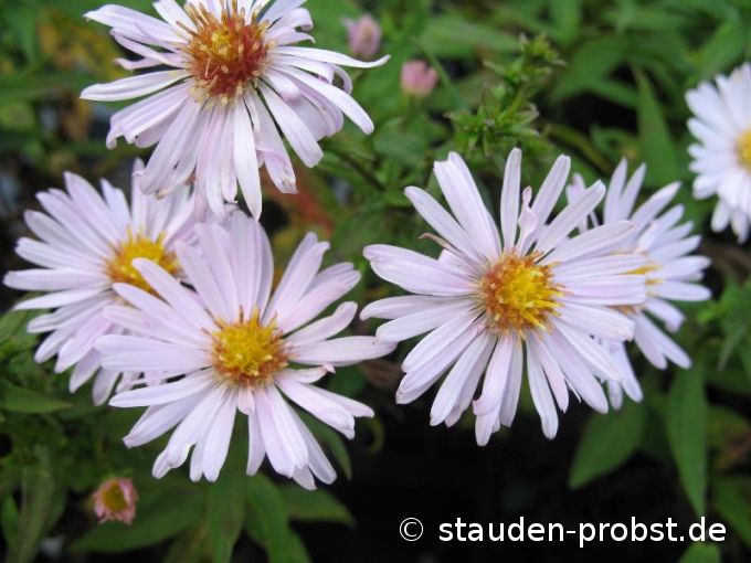 Aster dumosus 'Schneezicklein' - Kissenaster