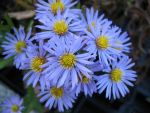 aster-dumosus-spaetlese-2