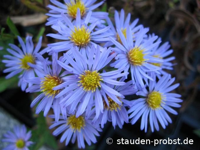 Aster dumosus 'Spätlese' - Kissenaster