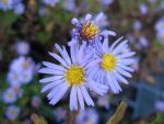 aster-dumosus-spaetlese