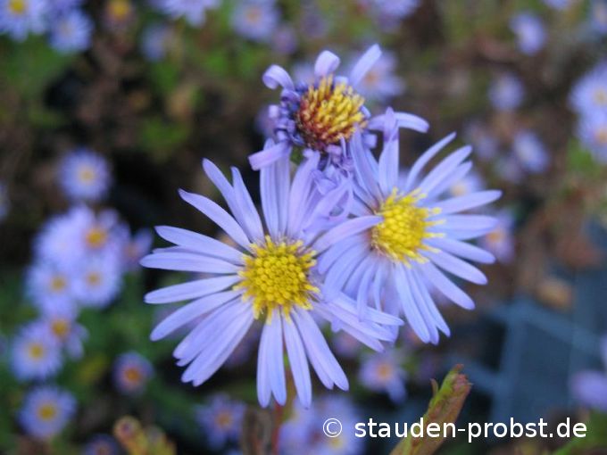 Aster dumosus 'Spätlese' - Kissenaster