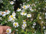 aster-ericoides-erlkoenig-2