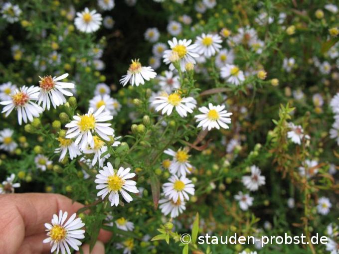 Aster ericoides 'Erlkönig' - Myrtenaster, Heideaster, Septemberkraut