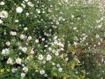 aster-ericoides-erlkoenig-3