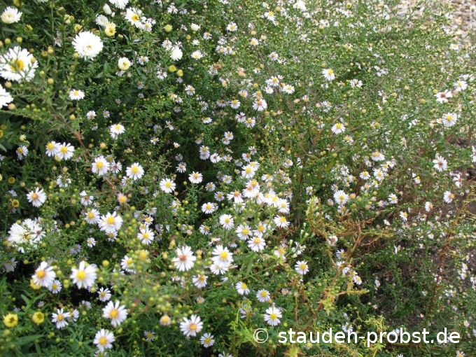 Aster ericoides 'Erlkönig' - Myrtenaster, Heideaster, Septemberkraut
