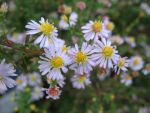 aster-ericoides-erlkoenig