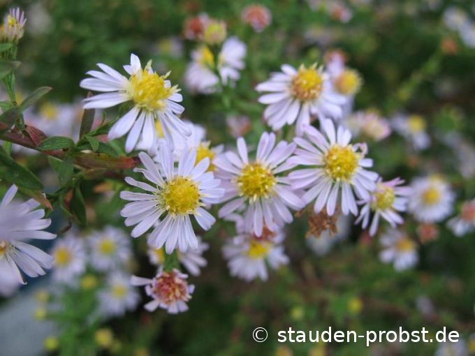 Aster ericoides 'Erlkönig' - Heideaster, Myrtenaster, Septemberkraut