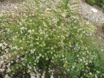 aster-ericoides-golden-spray-2